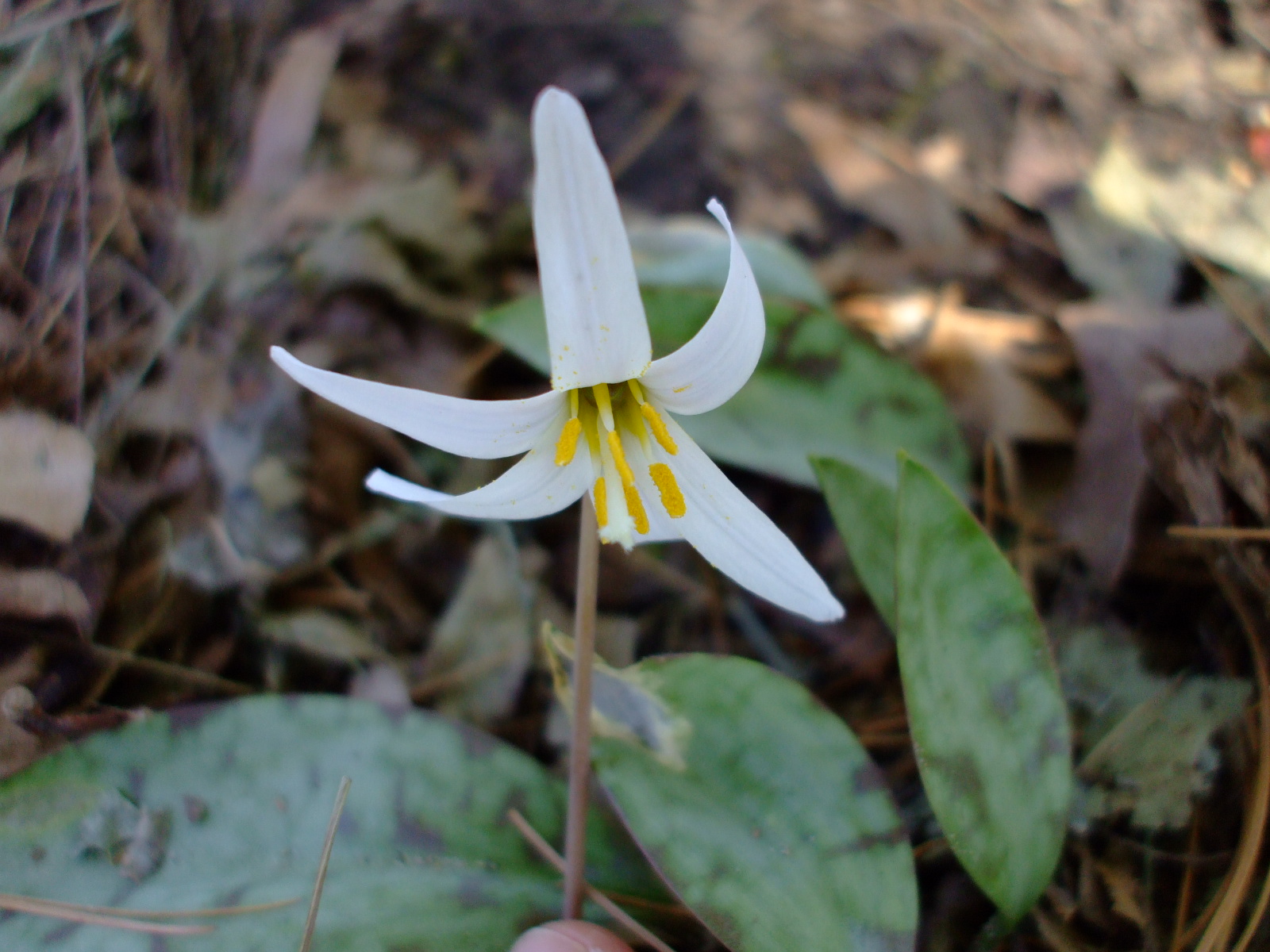 Erythronium albidum